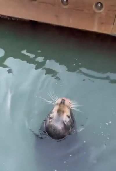Sea lion spit take