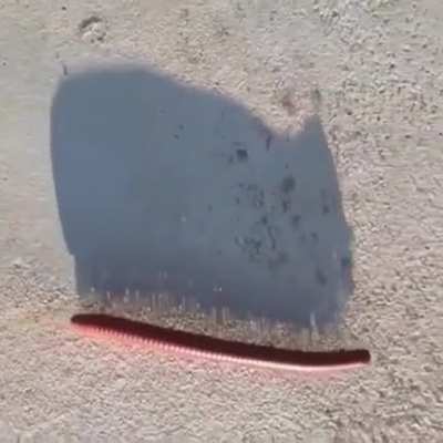 ? Shadow of a Millipede walking ?