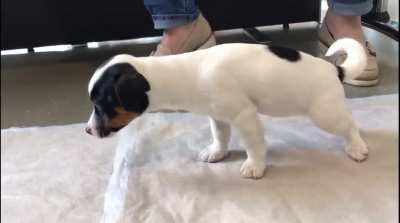 Little puppy feeling sick