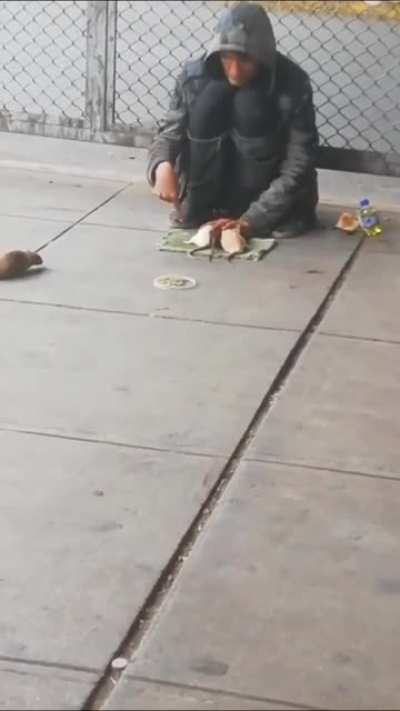 King of rat