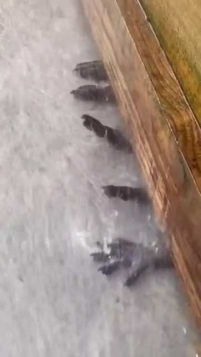 Raccoons playing with water being sprayed around fence