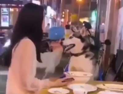 Dog has no chill..