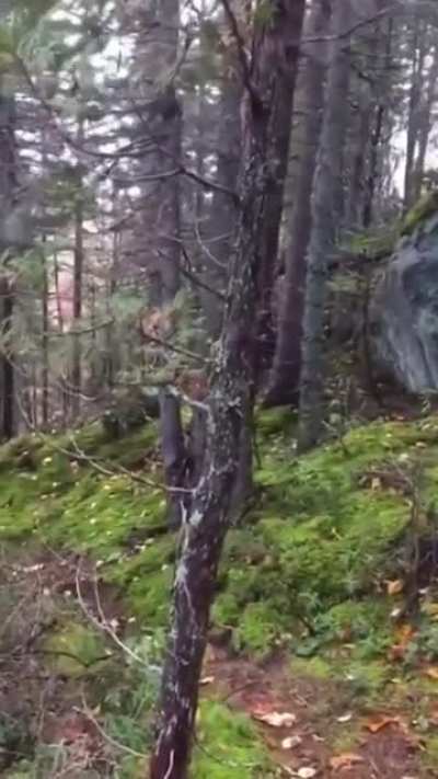 ? Strong winds push and pull at the forest floor, making it look like it's 'breathing'. by @spacespot
