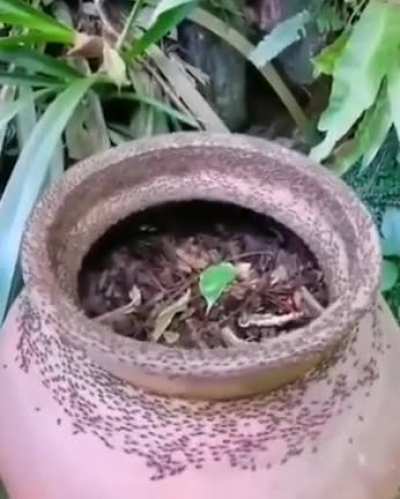 ? this is the ant death spiral phenomenon
