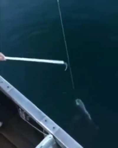 Who needs a net?