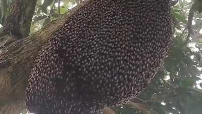 ? Giant Honeybees protect their hive from predators with a ripple effect known as "shimmering."