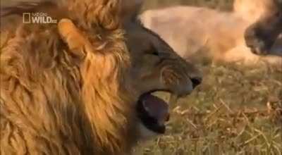 Interviewer reaction when Candidate Answers Being Workaholic, Perfectionist &amp; Overachiever as His/Her Weaknesses.