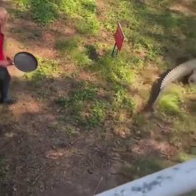 Frying pan v gator