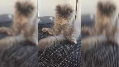 Luna the cat