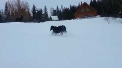 A Hanoverian horse bunny-hopping through the snow