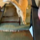 More so growling, but still kinda a yell
