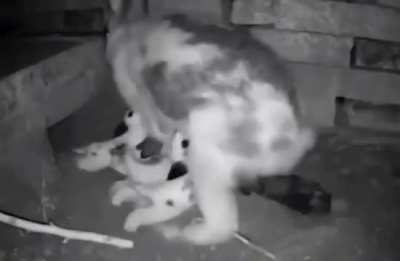 Mother rabbit hides her babies, takes them out to feed them, then hides them again?