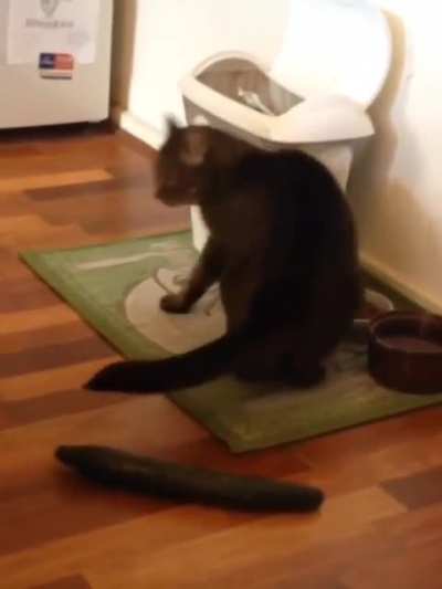 Cat just got abducted by aliens