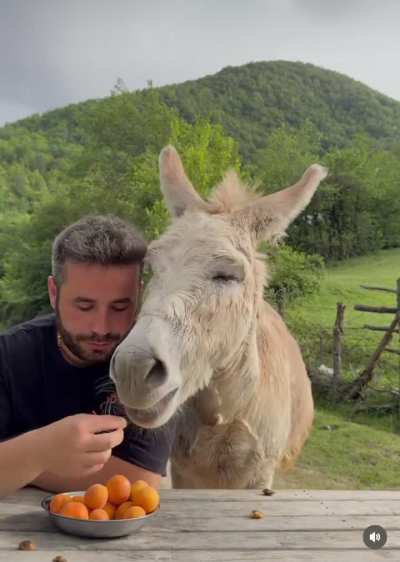 Eating apricots with one of the kindest animals is such a joy ? what should the next fruit be?