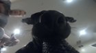 Always leave your GoPro(s) lying so that we can enjoy these funny videos.