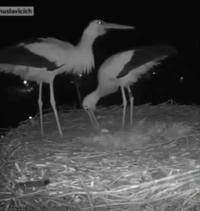 ? A stork couple celebrating laying their first egg