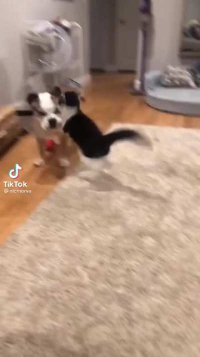Cat Parkour!