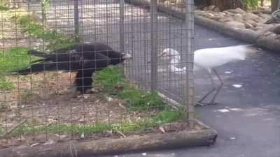 Crane tried to steal Eagle's food, Eagle: You know what? try it, see what happens