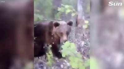 Man kicks bear and bear gets angry