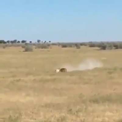 ? Taking advantage of two gazelles fighting