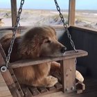 Mist in the air and a beach; a puppers dream
