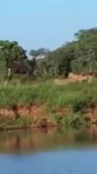 ? Wildebeest turns on the jets