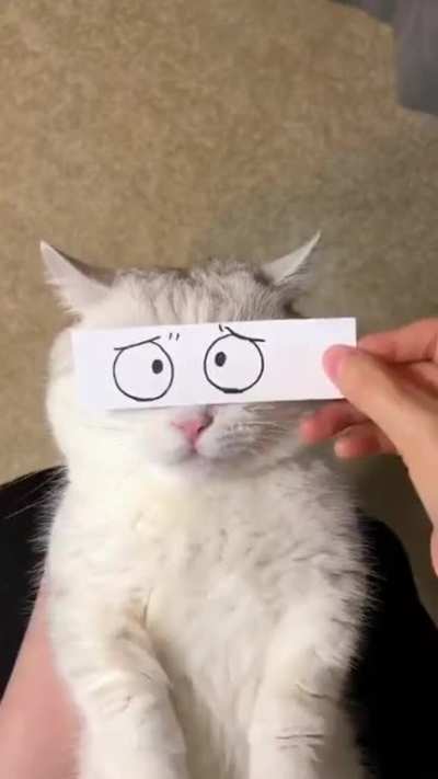 The ever changing kitten