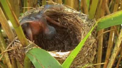 ? A cuckoo chick evicts other eggs from the nest to ensure its own survival.