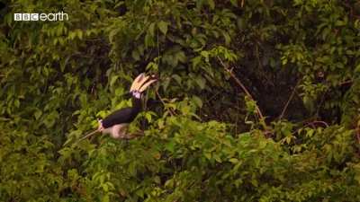 ? Male Hornbill catching bats to feed his mate.