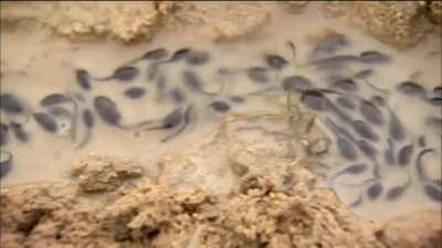Bullfrog dad protects his tadpoles by connecting a drying pond to a bigger one