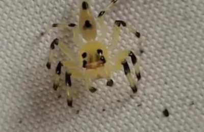 ? Jumping spider checking the terrain by moving its retinas inside its head ?