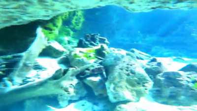 ? Crystal clear water while freediving Ginnie Springs, Florida