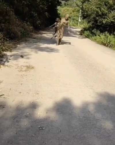 Every dog owner understands this walk.