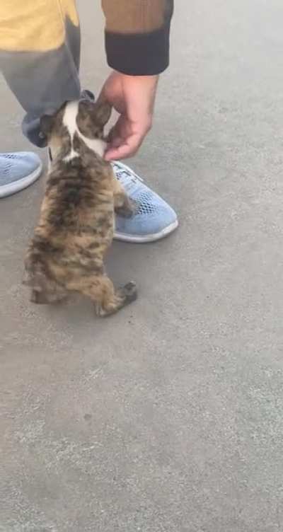 Baby French bulldog puppy terrorizing tourists! ? Guess what city this is in?