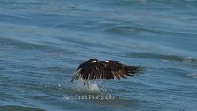 ? The Pelican Thief