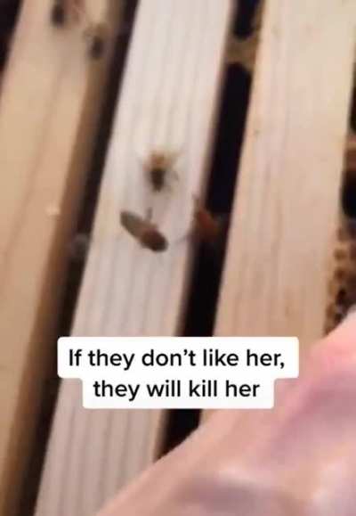 How beekeepers give a new queen to a hive