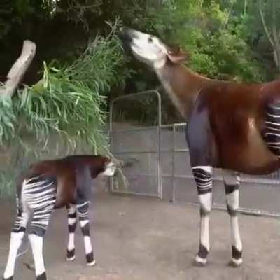 ? Okapi,looks like a deer, partially has the color of a zebra, and its closest relative is a giraffe.
