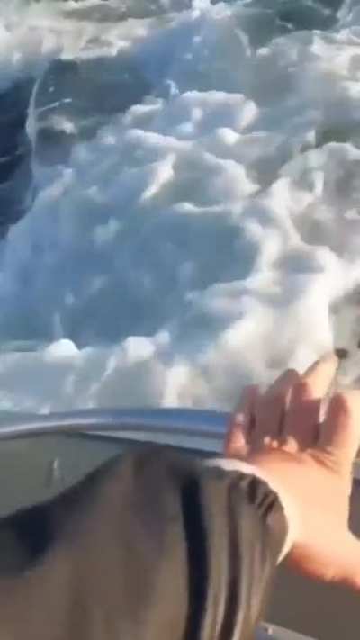 Fish are jumping