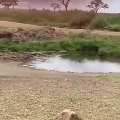 ? Gazelle jukes a Lioness into another dimension ?