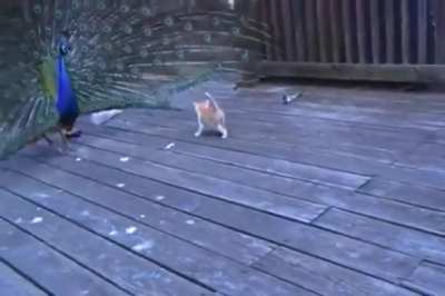 Tail-Full of Cat Toys