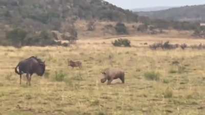 ? A baby rhino playfully charging at another animal.