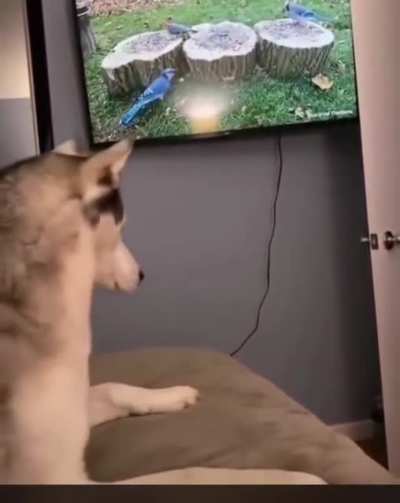 Ooh a bird