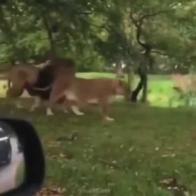 Those lions look really interesting!
