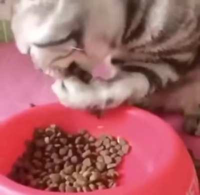 Derp scooping food