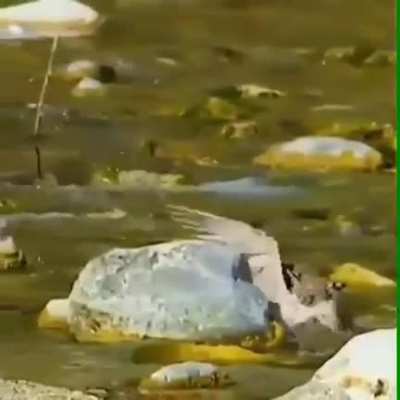 ? Cat killing two birds with one jaw