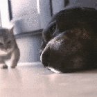 Stealth attack