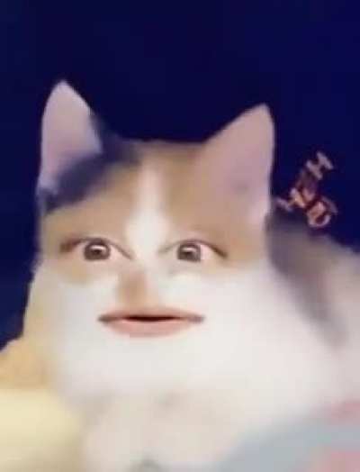 The WOW cat