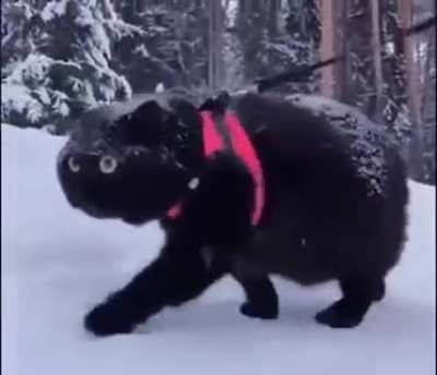 Snow guide