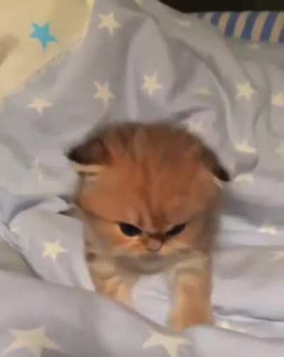 orange puff