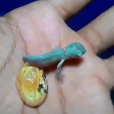 ? Chameleon hatching ?